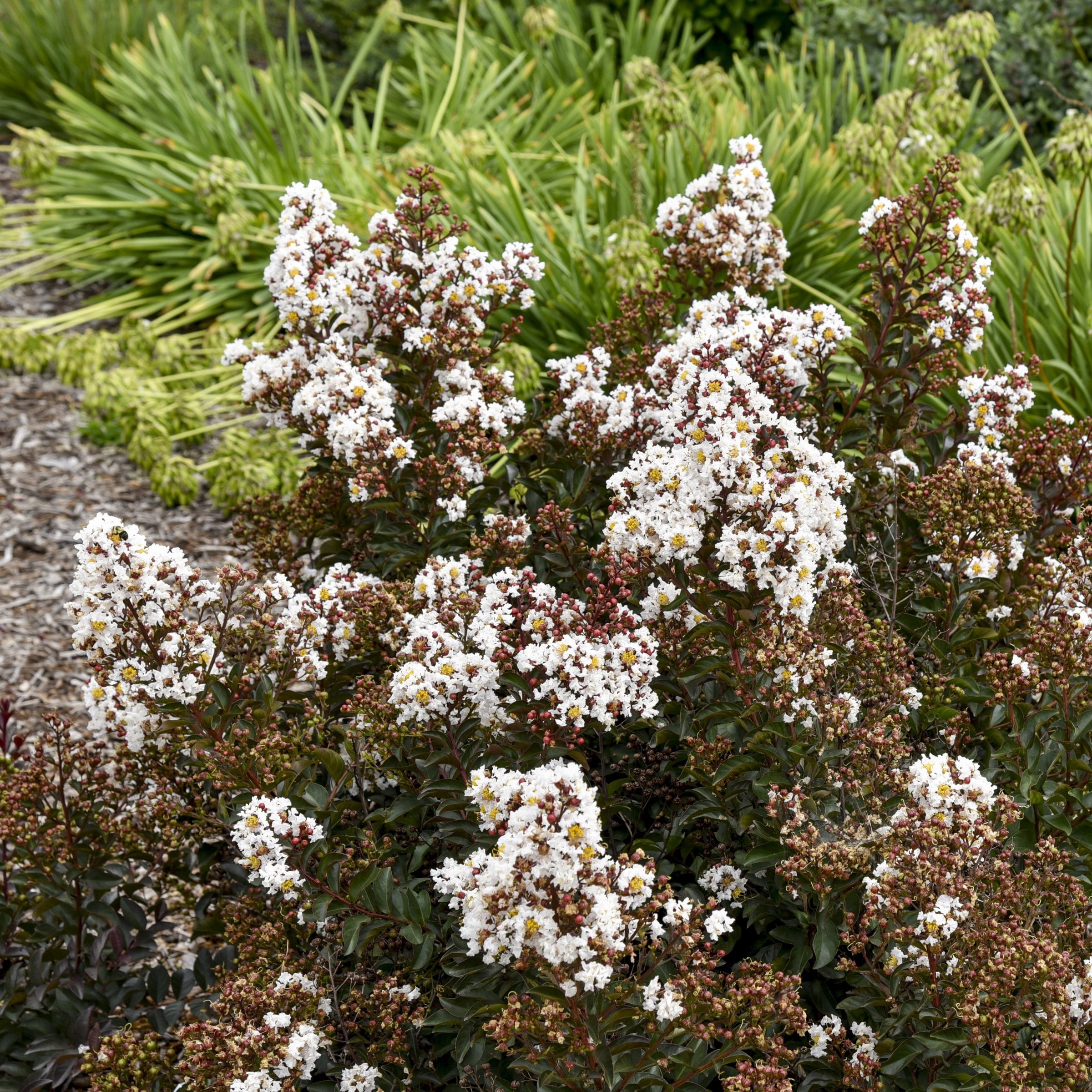 3 gal. Crape Myrtle Thunderstruck White Lightning Tree