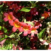 Expert Gardener Bignonia 1pot