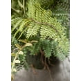 thumbnail image 2 of Sullivans Artificial Fern In Ball 11"H Green, 2 of 3