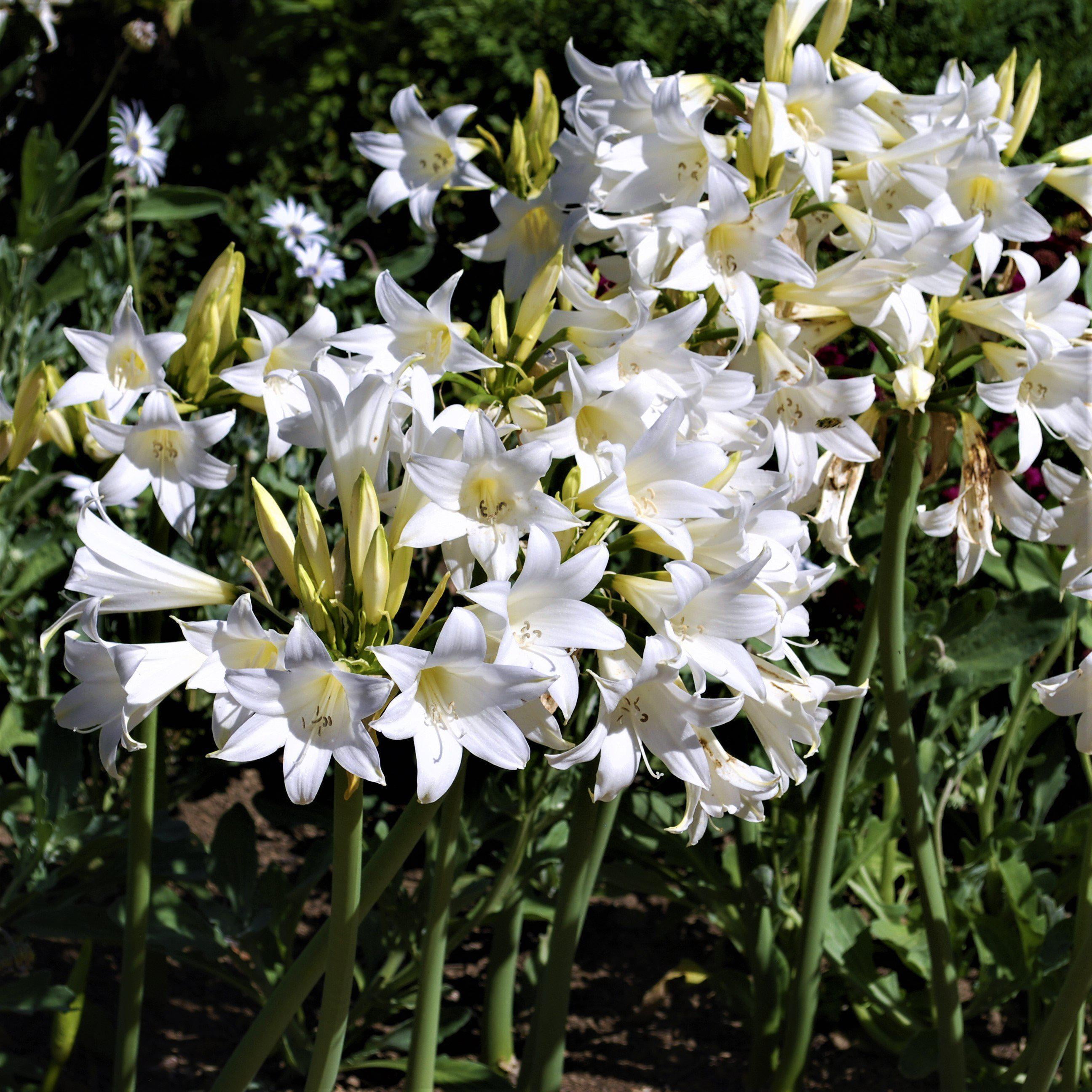 Belladonna Lily White (3 Bulbs) White