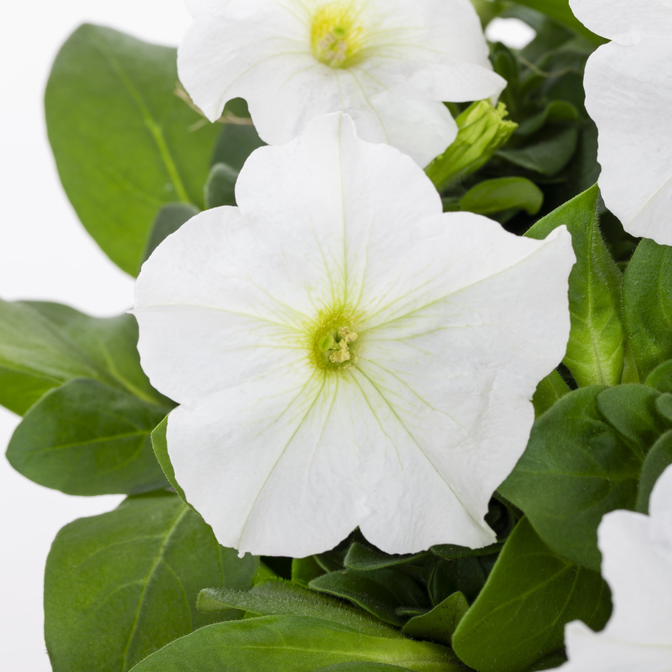 Expert Gardener 1.5gal White Petunia Live Annual Plant Hanging Basket Sun