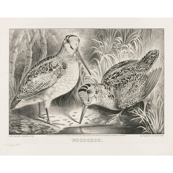 Print: Woodcock, 1871