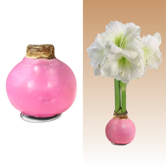 National Plant Network Pastel Pink Waxed White Blooming Giant Amaryllis Bulb