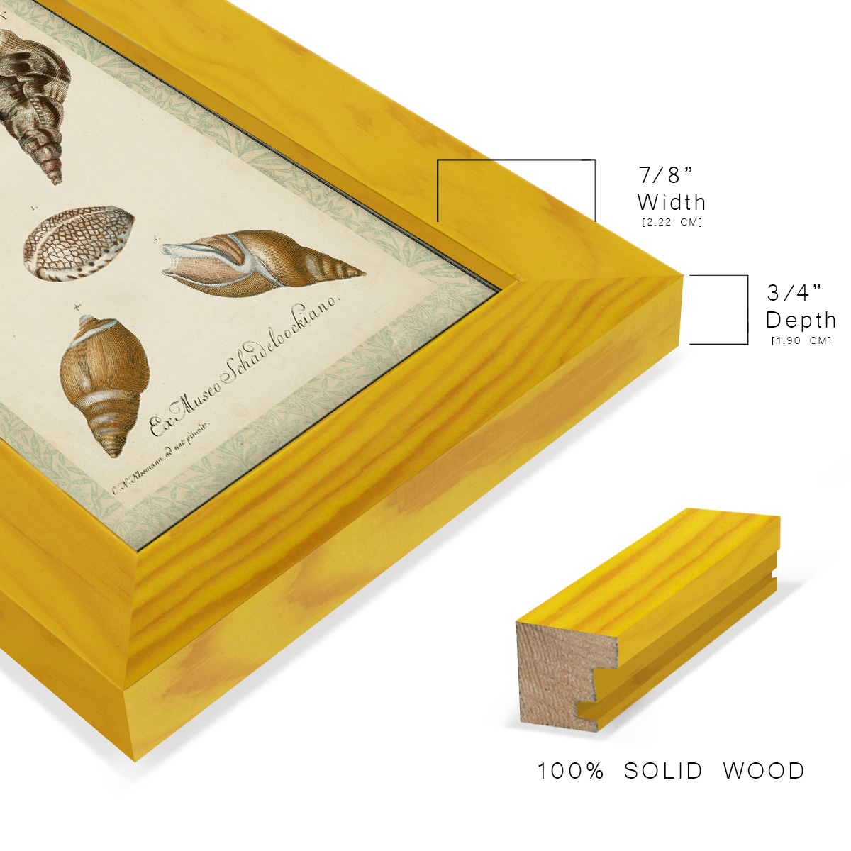 Bookplate Shells VIII - Framed Print w/glass - Sunflower Yellow