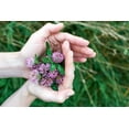 thumbnail image 2 of CZ Grain Red Clove Plant Seeds, Cover Crop and Pasture Mix, 2 of 2
