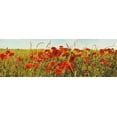 thumbnail image 2 of Villa, Luca 32x13 Gold Ornate Wood Framed with Double Matting Museum Art Print Titled - Poppy Field, 2 of 4