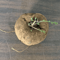 thumbnail image 3 of Stephania Cephalantha Plant Caudex, Rare Succulent with No Hair, Only Roots, Already Sprouts, 2-2.5 Inch Wide Caudex for Planting,Home Decor, Houseplant, Cold Hardy, 3 of 5