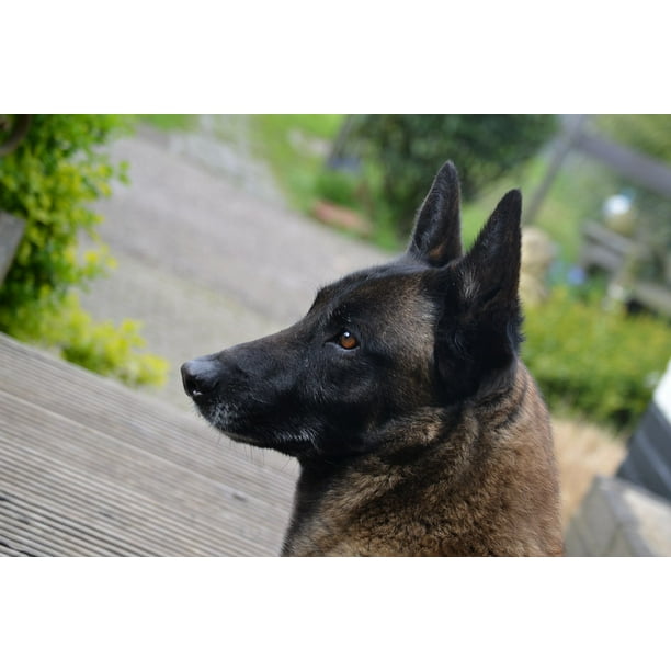 Belgian Malinois Animal Shepherd Dog 20 Inch By 30 Laminated Poster With Bright Colors And Imagery Fits Perfectly In Many Attractive Frames Com - Belgian Malinois Home Decor Belgian Malinois Animal Shepherd Dog 20 Inch By 30 Laminated Poster With Bright Colors And Imagery Fits Perfectly In Many Attractive Frames Com - Belgian Malinois Home Decor