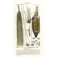 thumbnail image 2 of Maize, Zea Mays Poster Print By ® Florilegius Mary Evans (24 X 36), 2 of 4