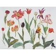 thumbnail image 2 of Blackadder, Elizabeth 24x19 Black Ornate Wood Framed with Double Matting Museum Art Print Titled - Tulips, 2 of 4