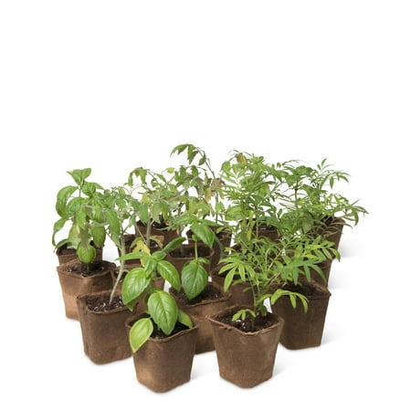 Square Outdoor Pot - 3-1/2” Square Biodegradable Pots, Set of 18