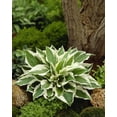 thumbnail image 1 of TASC Flower Bulbs - Hosta Patriot Perennial, 1 of 2