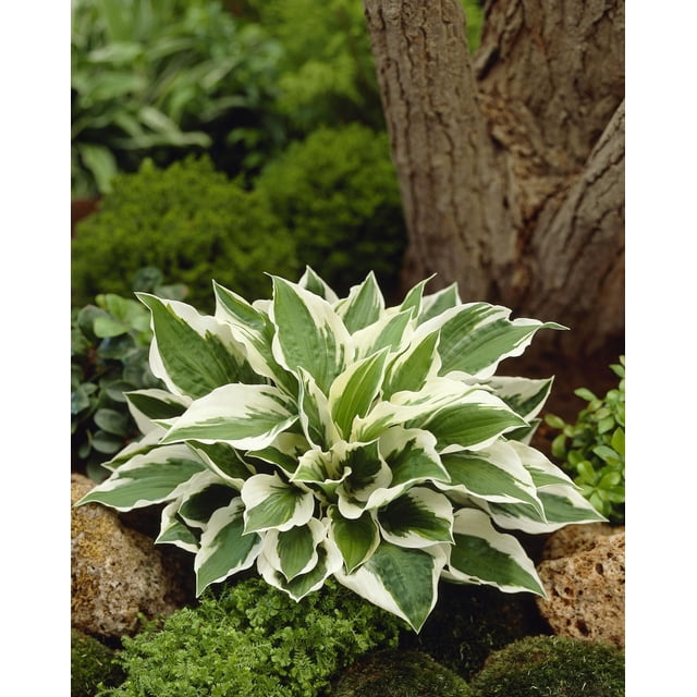 TASC Flower Bulbs - Hosta Patriot Perennial