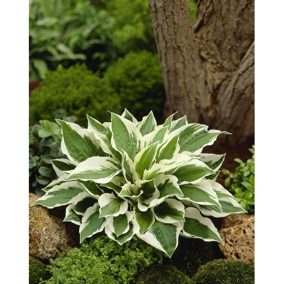 Hosta Patriot Hosta Patriot 2 Bulbes