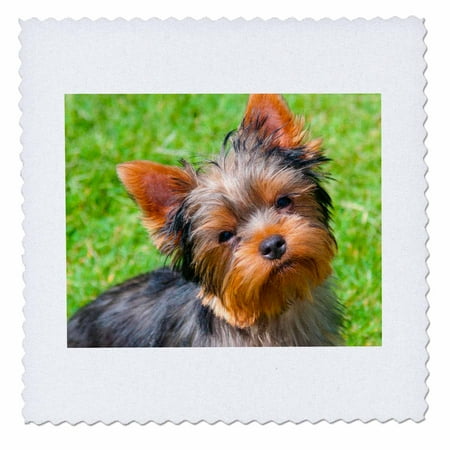 Yorkshire Square - 3dRose Yorkshire Terrier looking up at you - Quilt Square, 8 by 8-inch