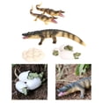thumbnail image 1 of Ciclo de modelo niño Baoblaze 9 piezas Juguete de enseñanza temprana Juego de crecimiento de insectos para niños, 1 of 8