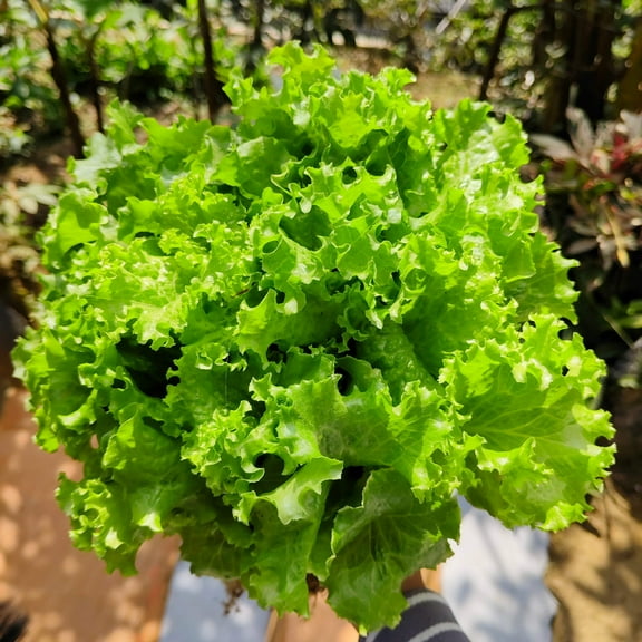 3000 Seeds Black Seeded Simpson LEAF LETTUCE Lactuca Sativa Vegetable Seeds