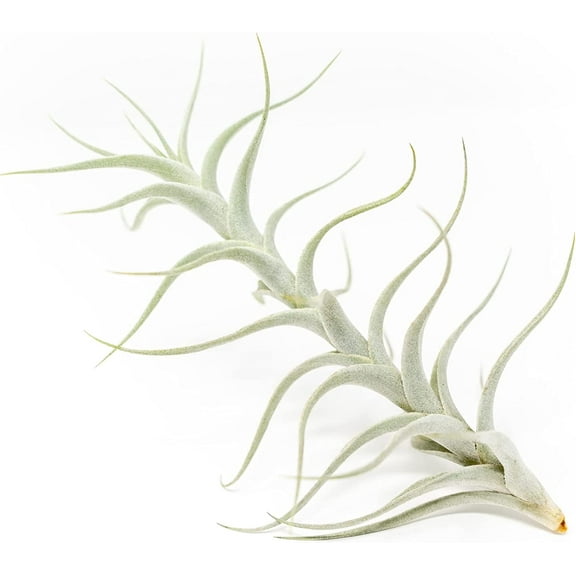 Air plant shop Tillandsia Albida 'Minor'- Live Tillandsia Succulent House Plants - Home and Garden Decor - Easy Care Indoor and Outdoor Plants (Pack of 1)