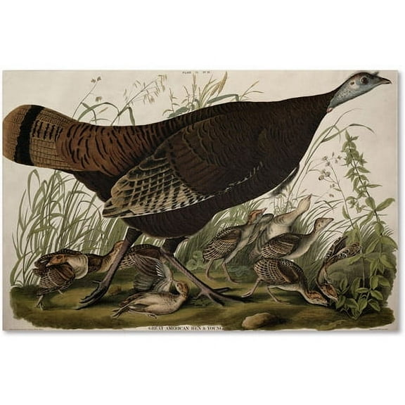 Trademark Fine Art "Great American Hen and Young" Canvas Art by John James Audubon