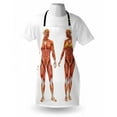 thumbnail image 3 of Human Anatomy Apron Male and Female Bodies with Inner Mass Build Display Muscle System Graphic Print, Unisex Kitchen Bib Apron with Adjustable Neck for Cooking Baking Gardening, Coral, by Ambesonne, 3 of 3