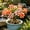 a, variant on Desert Rose-Easy Grow-Low Maintenance-Ideal for Beds Borders,Plant Pots & Planters