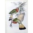 thumbnail image 2 of Red-Throated Nyctiornis Poster Print by John Glover (20 x 28), 2 of 2