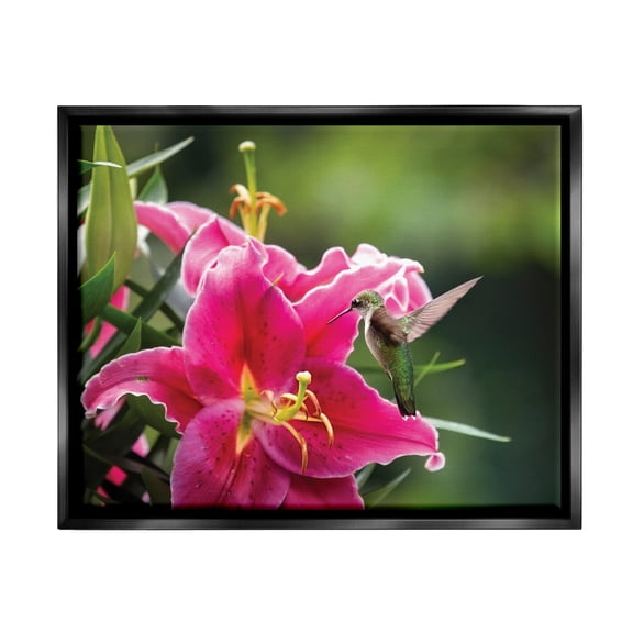 Stupell Industries Hummingbird with Hibiscus Animals & Insects Photography Black Floater Framed Art Print Wall Art, 31 x 25