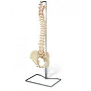 Life Size Spine Model with Stand