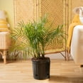 thumbnail image 2 of Costa Farms 36" Tall Phoenix Roebelenii, Bright Indirect Sunlight, Indoor Live House Plants, 2 of 9