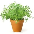 thumbnail image 6 of Window Garden - Chervil Herb Kit - Grow Your Own Food. Germinate Seeds on Your Windowsill Then Move to a Patio Planter or Vegetable Patch. Mini Greenhouse System Make?s it Foolproof, Easy and Fun., 6 of 7