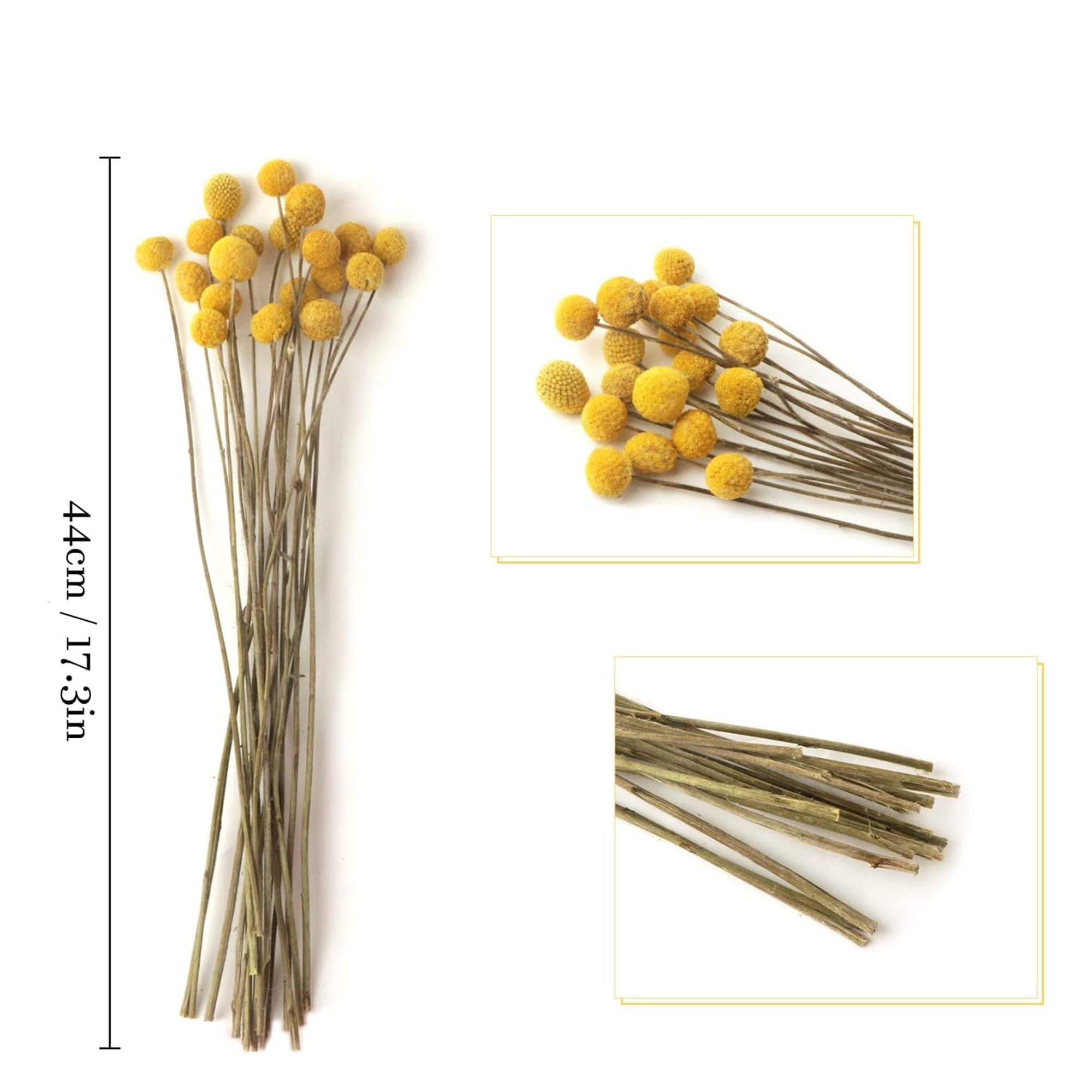 60 Stems Diameter Natural Craspedia Dried Flowers, 16inch Billy Buttons Balls Bouquet Bundles Natural Dried Flowers for DIY Flower Arrangements Home Decor, Yellow