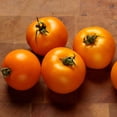 thumbnail image 3 of Proven Winners 4" Tempting Tomatoes Bellini Cocktail Tomato Live Plant in 4.25" Pot (4 Count), 3 of 6