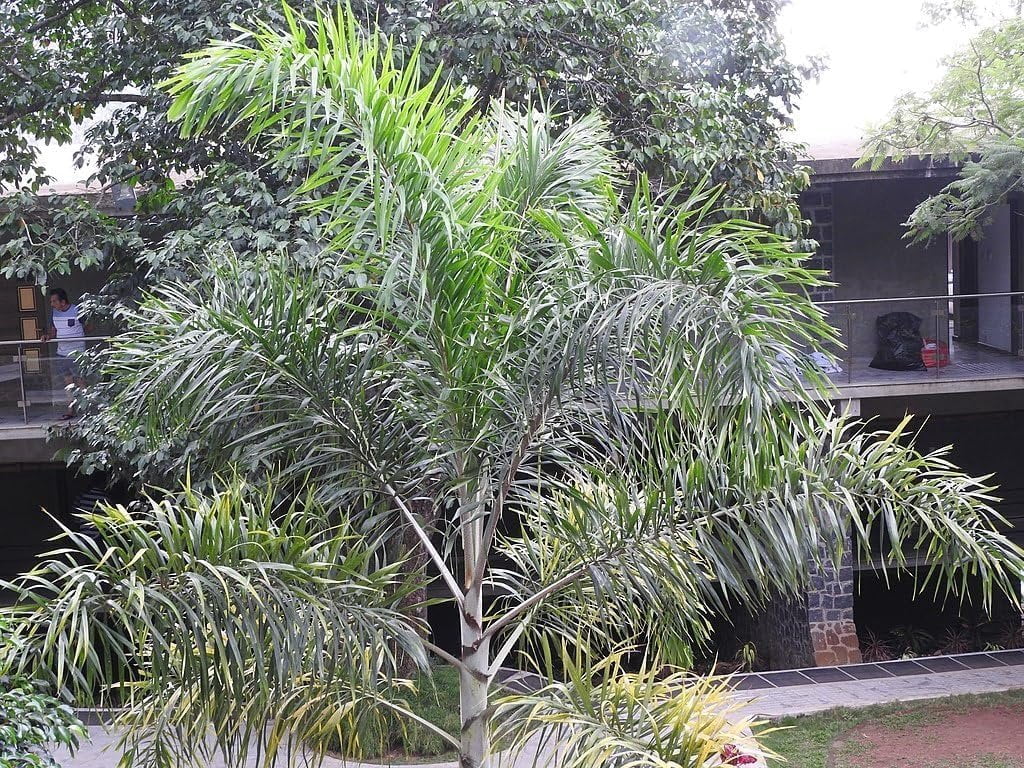 Foxtail Palm - Live Plant in a 3 Gallon Pot - Wodyetia Bifurcata - Rare Ornamental Palms of Florida