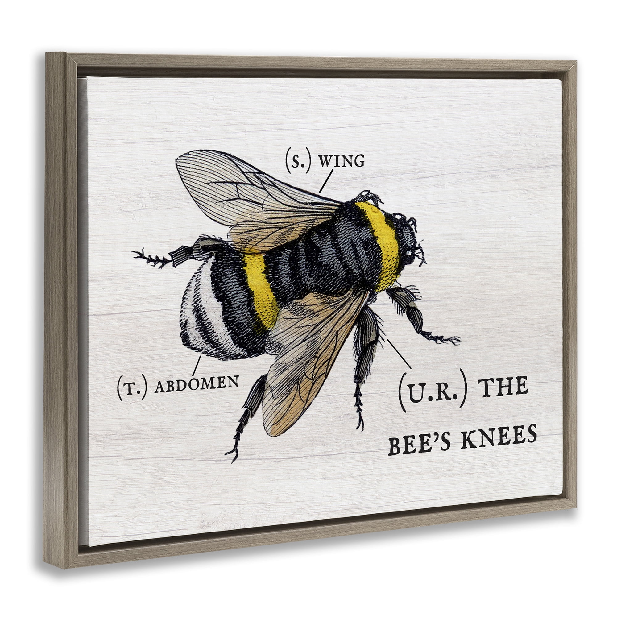 Stupell Industries Charming Bee's Knees Anatomy Animals & Insects Painting Brown Floater Framed Canvas Art Print Wall Art, 31 x 25