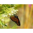 thumbnail image 6 of 10 *Seeds SWAN MILKWEED Hairy Balls Butterfly Weed Asclepias Gomphocarpus Fruticosus Monarch Flower, 6 of 8