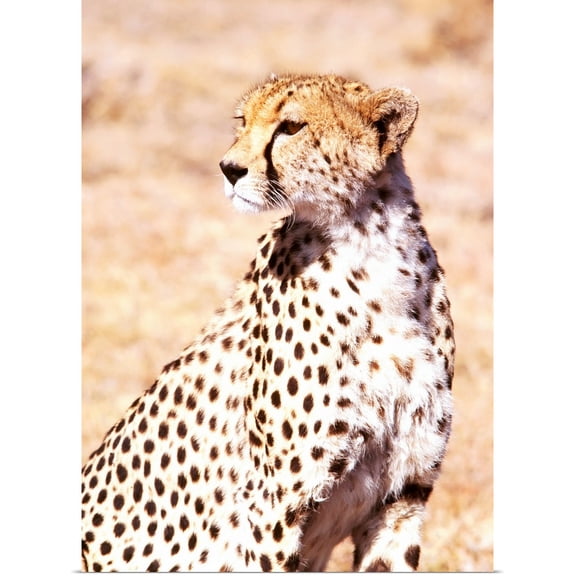 Great BIG Canvas | Rolled Ian Cumming Poster Print entitled Cheetah In Maasai Mara Game Reserve