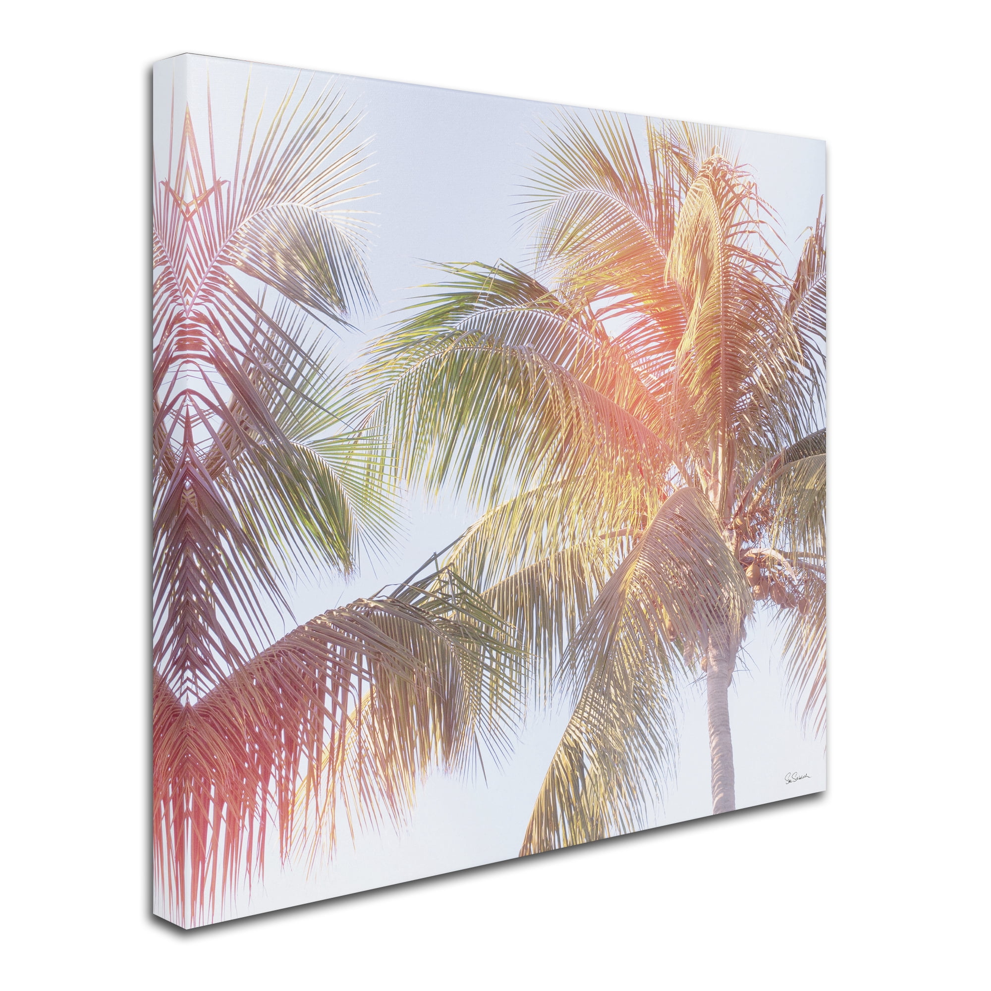 Trademark Fine Art 'Dream Palm III' Canvas Art by Sue Schlabach