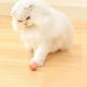 thumbnail image 5 of Gravity Smart Cat Catnip Ball Sounding Interactive Rolling Ball Toys (Rosa) Ndcxsfigh Para estrenar, 5 of 7