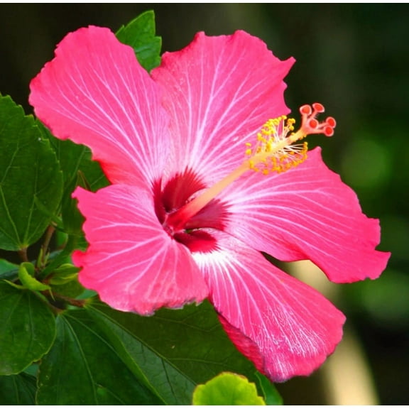 15 Pink Hibiscus Seeds for Planting - Pink Hibiscus Flower Plant Perennial Flowering Shrub Outdoor Indoor Garden