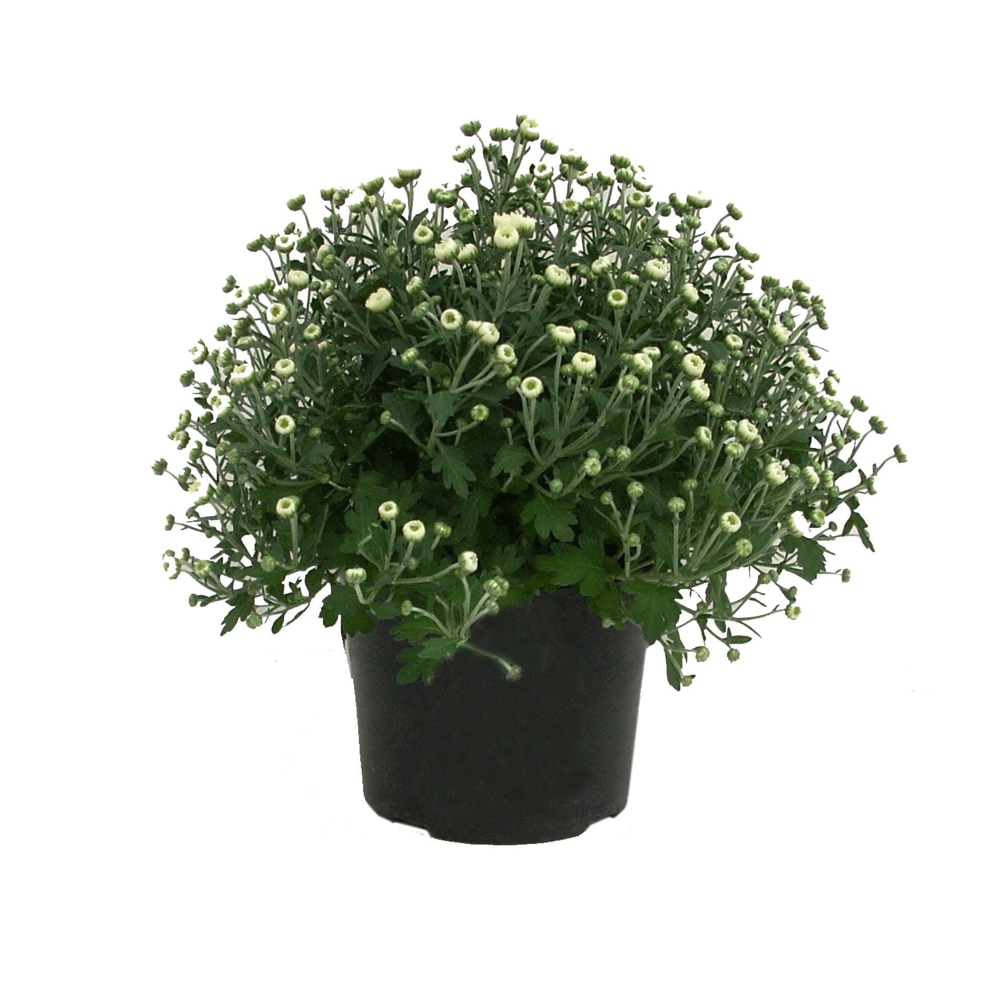 Expert Gardener 3QT White Mum Live Plant in a Grower Pot