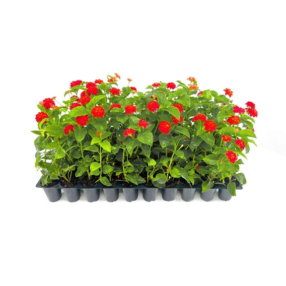 Lantana Dallas Red 10 Live Plants Lantana Camara Flowering Perennial Garden Colorful Bloom Hardy Outdoor Decor Vibrant Red Flowers