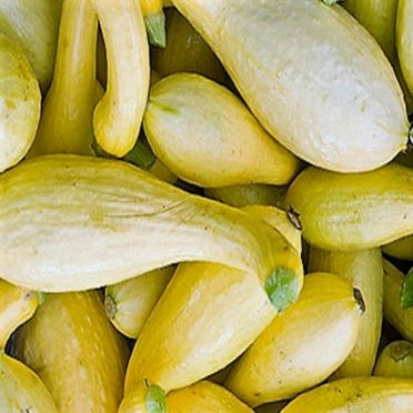 PAPAW'S GARDEN SUPPLY LLC. HELPING THE NEXT GENERATION GROW! Yellow Heirloom Crookneck Summer Squash 20 Seeds
