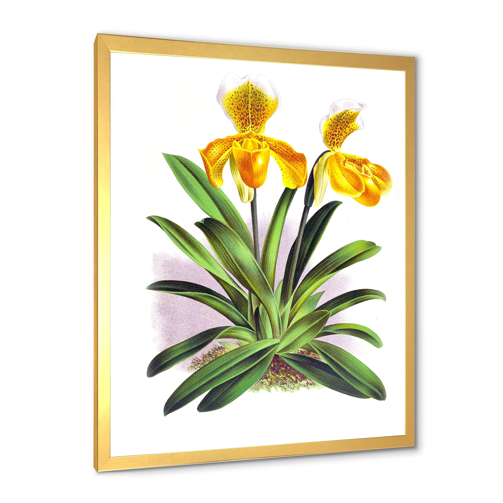 Designart 'Yellow Vintage Orchid' Traditional Framed Art Print
