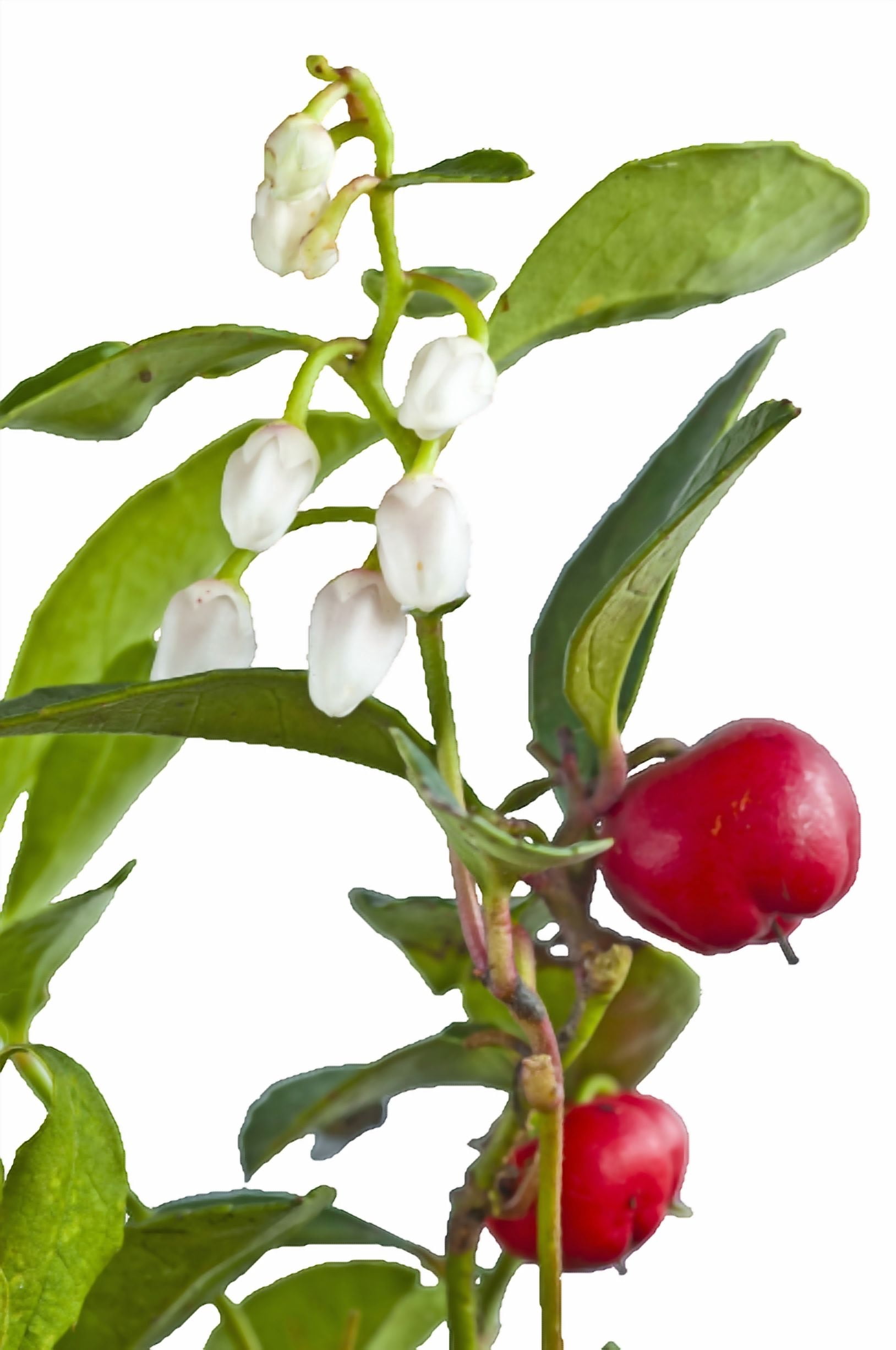 Wintergreen Organic Essential Oil - 100% Pure and Natural by Silky Scents