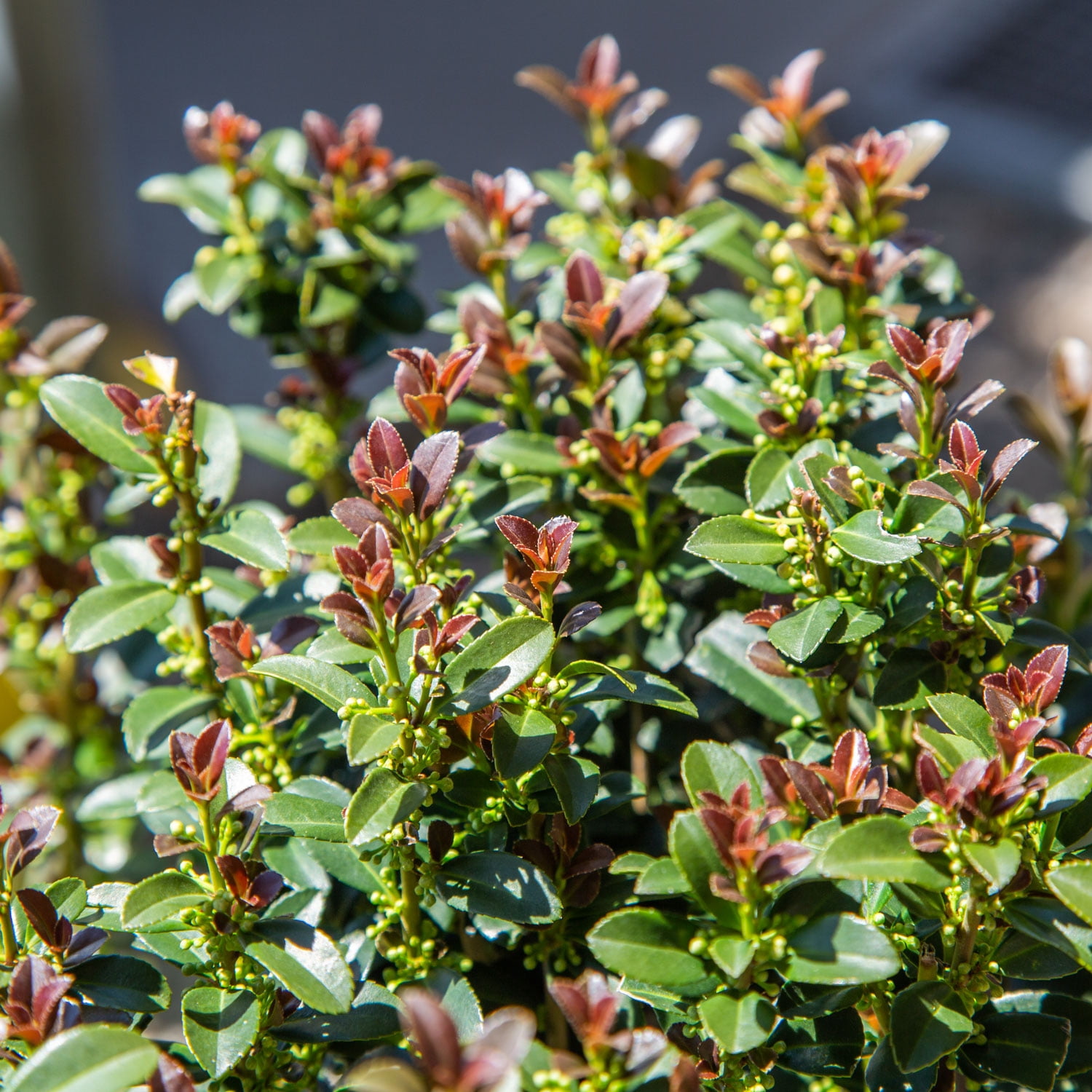 Southern Living Red Sky Pencil Holly Live Shrub in 2-Gallon Grower Pot