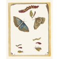 thumbnail image 2 of Maria Sibylla Merian 12x14 Black Ornate Wood Framed Double Matted Museum Art Print Titled: Blue Butterflies (1705), 2 of 5