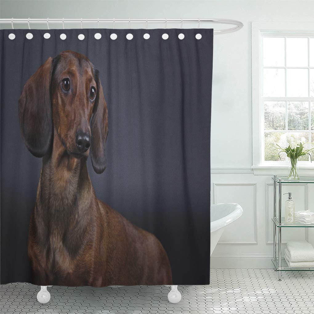 SUTTOM Beautiful Studio Dog of Breed Dachshund on Black Shower Curtain