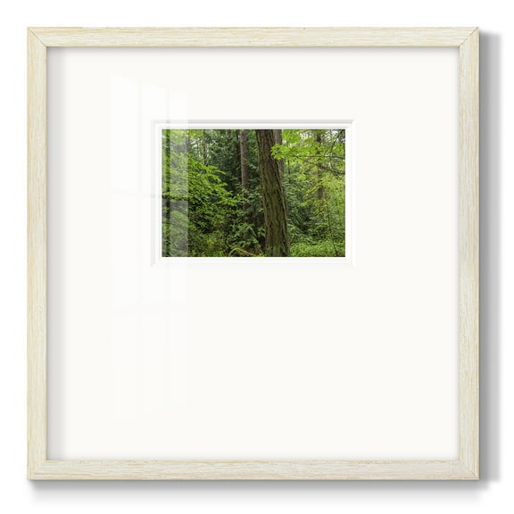 Calm of the ForestPremium Framed Print