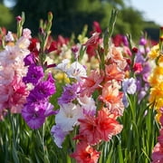 Colorful Mix Gladiolus - 40 Bulbs - Red, Yellow, White, Pink, Orange Flowers Attracts Butterflies, Bees & Hummingbirds - Perennial Garden Plants