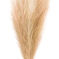 thumbnail image 3 of Wispy Pampas Grass Stem by Ashland®, 3 of 4